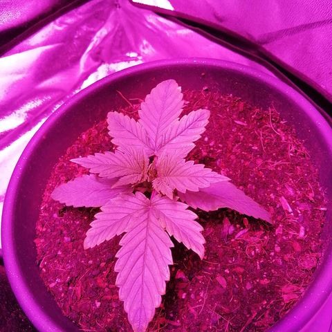 Wedding cake growlog timeline photo