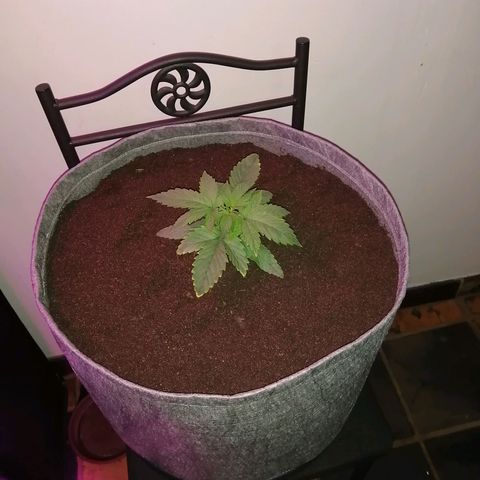 Wedding cake growlog photo: Transplanted