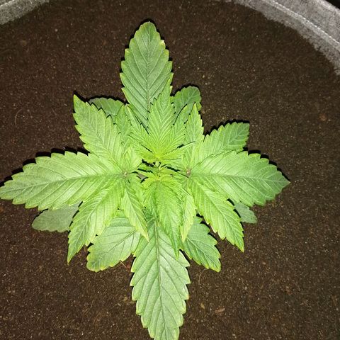 Wedding cake growlog photo: Transplanted