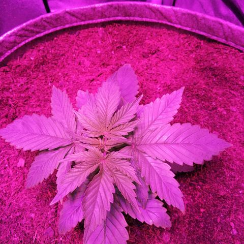Wedding cake growlog timeline photo