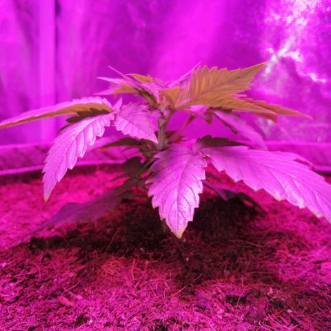Wedding cake growlog timeline photo