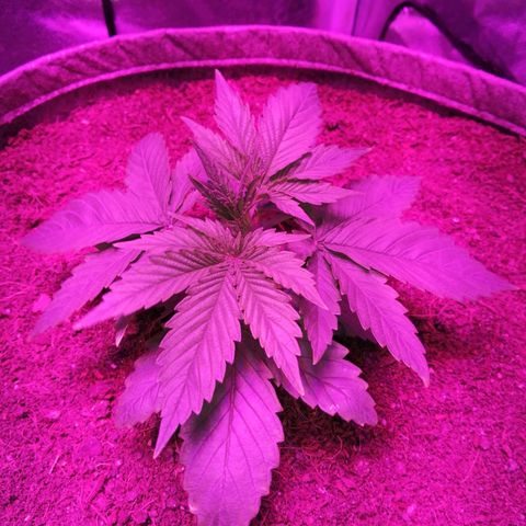 Wedding cake growlog timeline photo