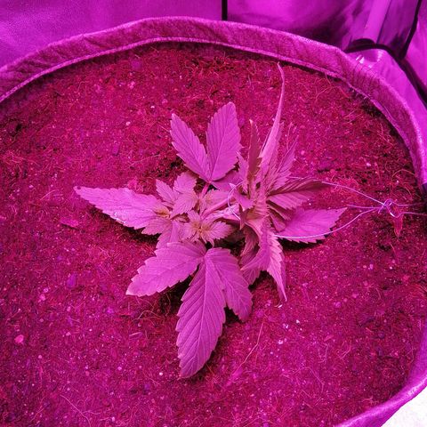 Wedding cake growlog photo: Lst