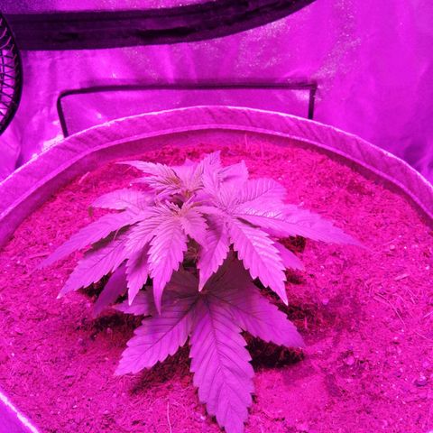 Wedding cake growlog timeline photo