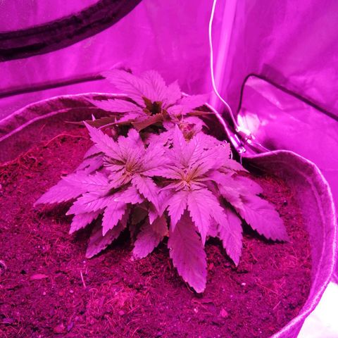 Wedding cake growlog timeline photo