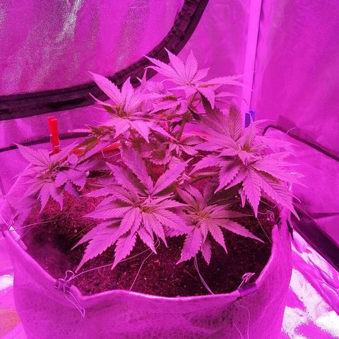 Wedding cake growlog photo: Fungus gnat under control 
