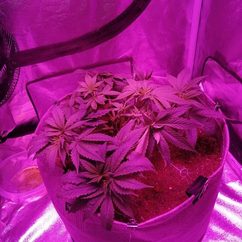 Wedding cake growlog timeline photo