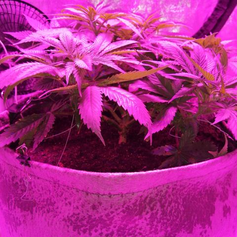 Wedding cake growlog timeline photo