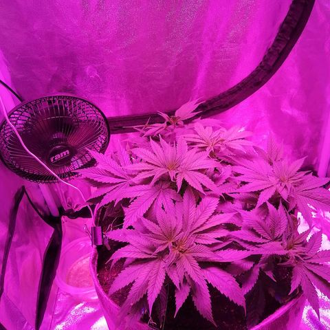 Wedding cake growlog timeline photo