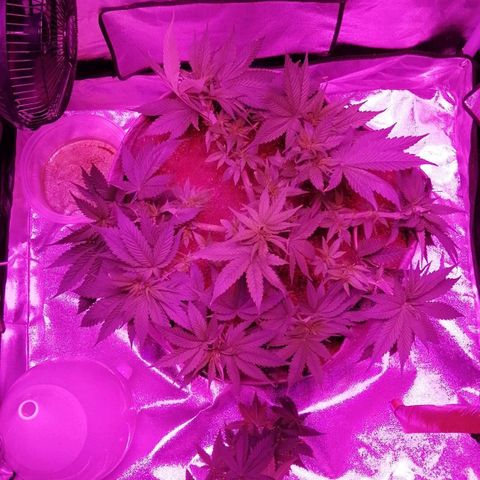Wedding cake growlog photo: Adjusted wires and defloage
