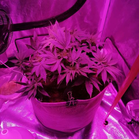 Wedding cake growlog photo: Adjusted wires and defloage
