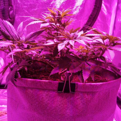 Wedding cake growlog timeline photo