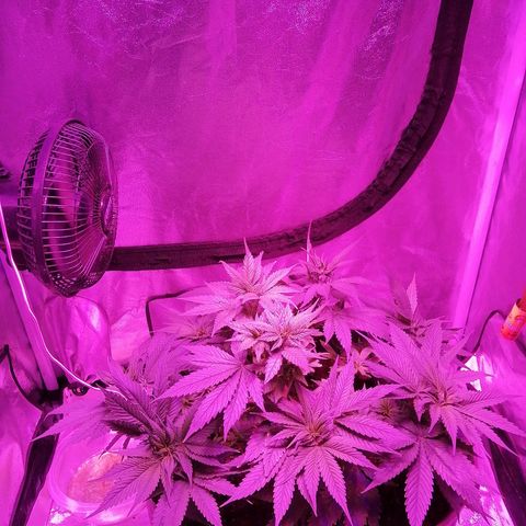 Wedding cake growlog timeline photo