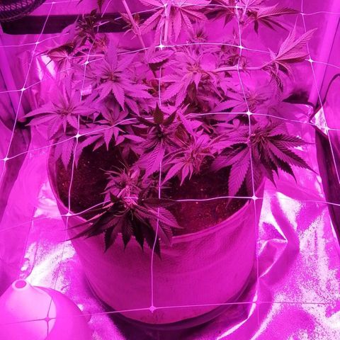 Wedding cake growlog photo: Topped 3 nodes

Scorg applied