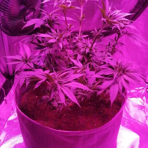 Wedding cake growlog photo: Topped 3 nodes

Scorg applied