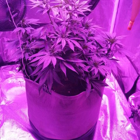 Wedding cake growlog photo: Topped 3 nodes

Scorg applied