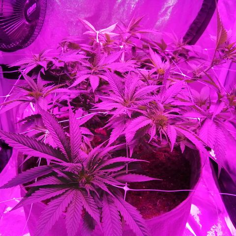 Wedding cake growlog timeline photo