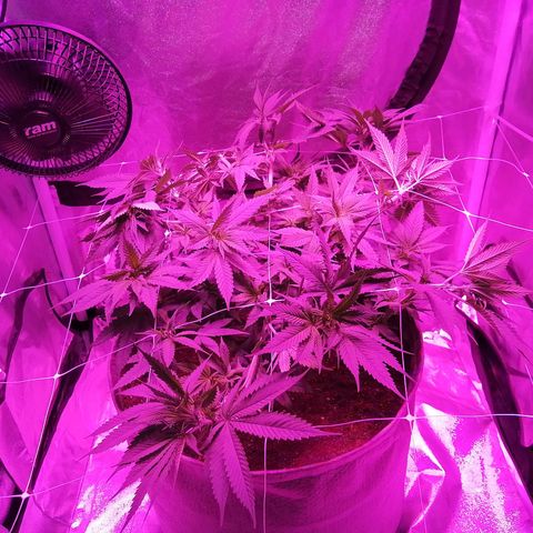 Wedding cake growlog timeline photo