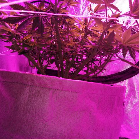 Wedding cake growlog timeline photo