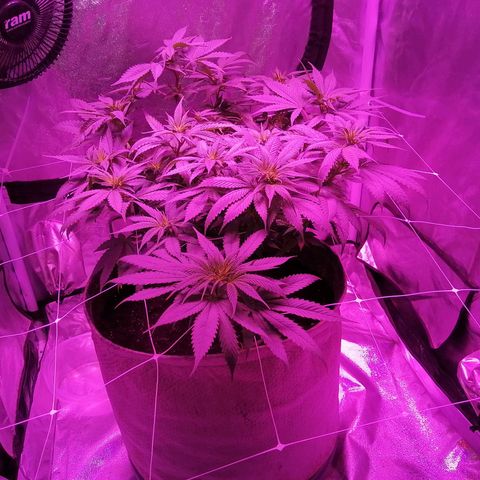 Wedding cake growlog timeline photo