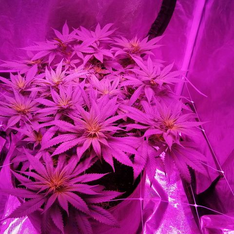 Wedding cake growlog timeline photo