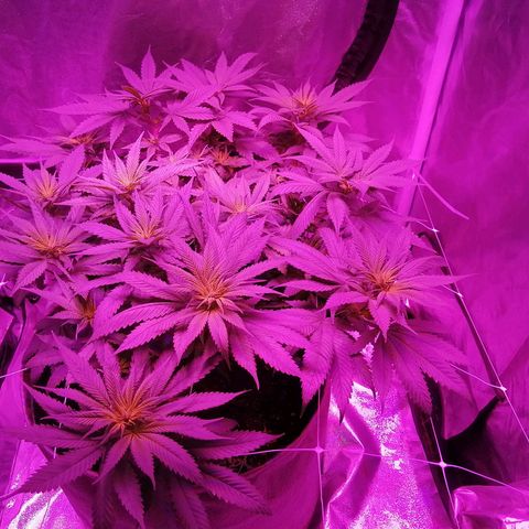Wedding cake growlog timeline photo