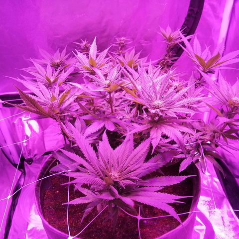 Wedding cake growlog timeline photo