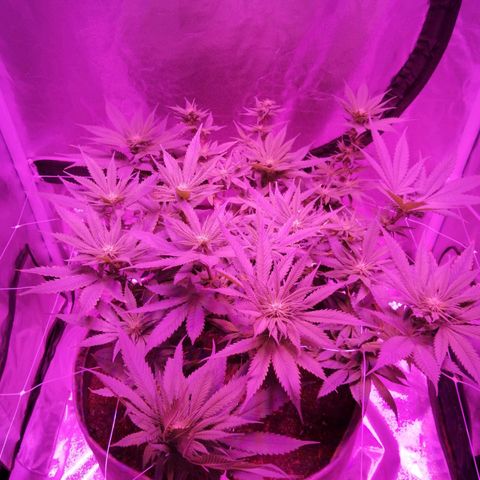 Wedding cake growlog timeline photo