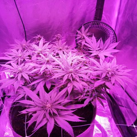 Wedding cake growlog timeline photo
