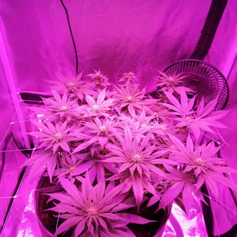 Wedding cake growlog timeline photo