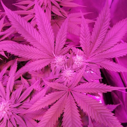 Wedding cake growlog timeline photo