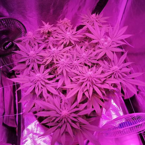 Wedding cake growlog timeline photo