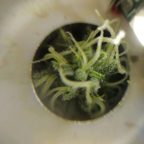 Wedding cake growlog timeline photo