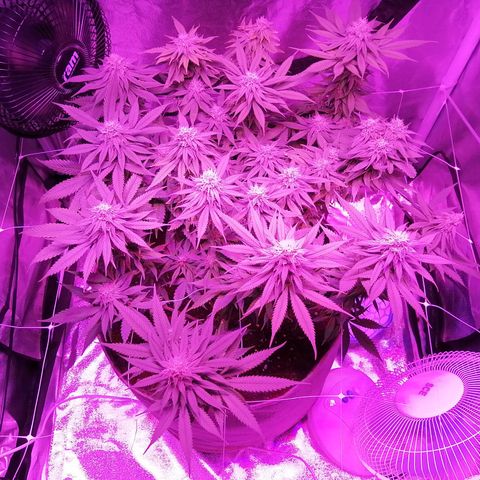 Wedding cake growlog timeline photo