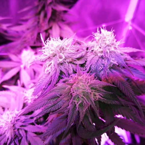 Wedding cake growlog timeline photo