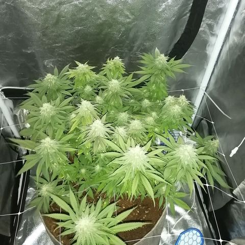 Wedding cake growlog timeline photo