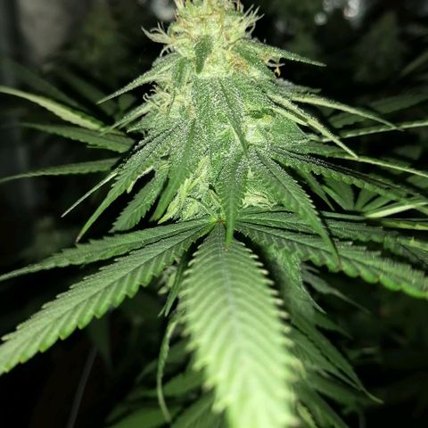 Wedding cake growlog timeline photo