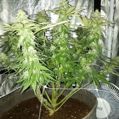 Wedding cake growlog timeline photo