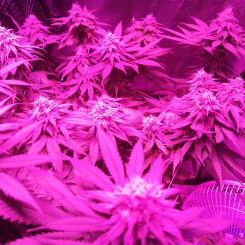 Wedding cake growlog timeline photo