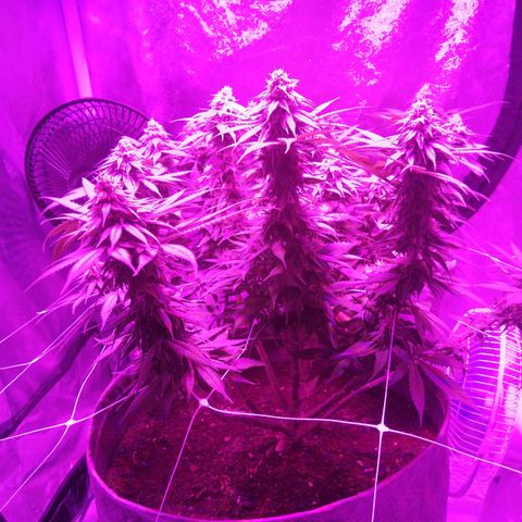 Wedding cake growlog timeline photo