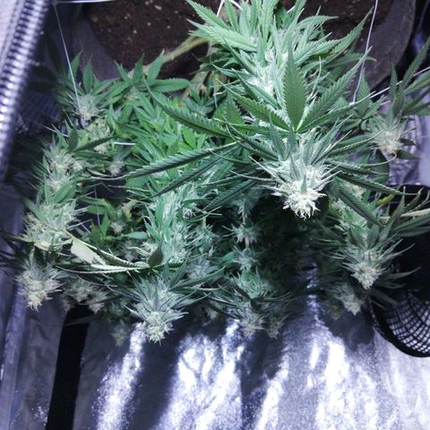 Wedding cake growlog timeline photo
