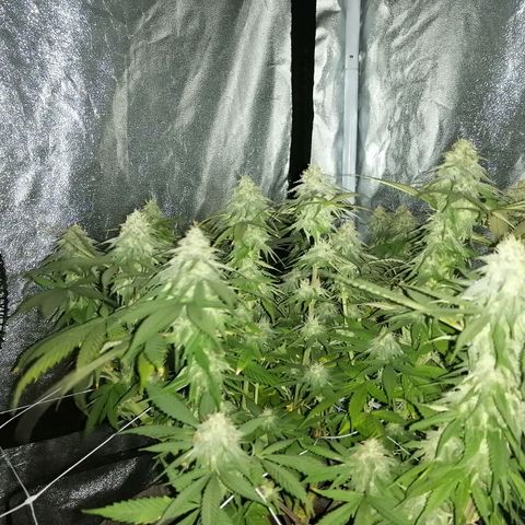 Wedding cake growlog timeline photo
