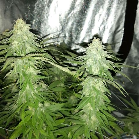 Wedding cake growlog timeline photo