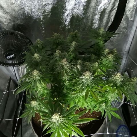 Wedding cake growlog timeline photo