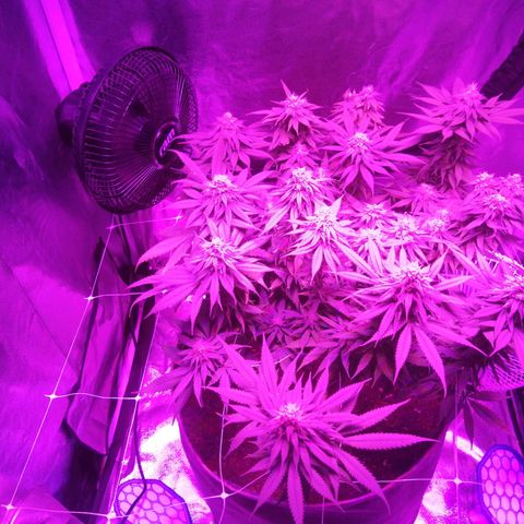 Wedding cake growlog timeline photo