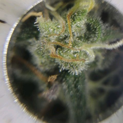 Wedding cake growlog timeline photo