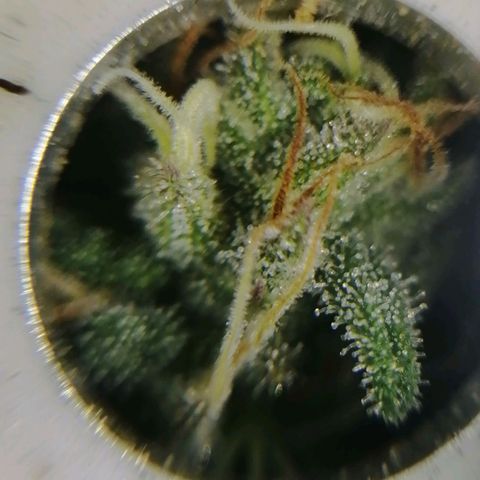 Wedding cake growlog timeline photo