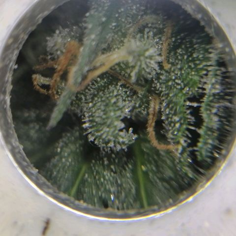 Wedding cake growlog timeline photo
