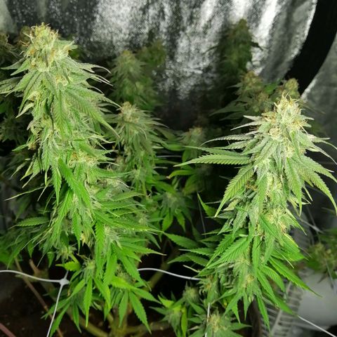 Wedding cake growlog timeline photo