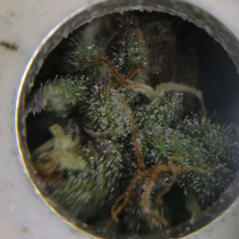 Wedding cake growlog timeline photo